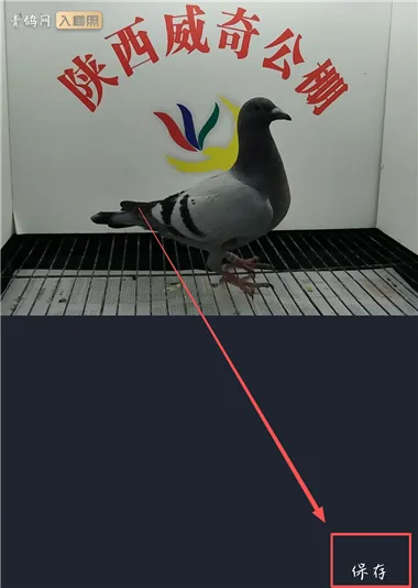 青鸽网(赛鸽资讯平台) 青鸽网(赛鸽资讯平台)