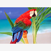 小鹦鹉TV电视版